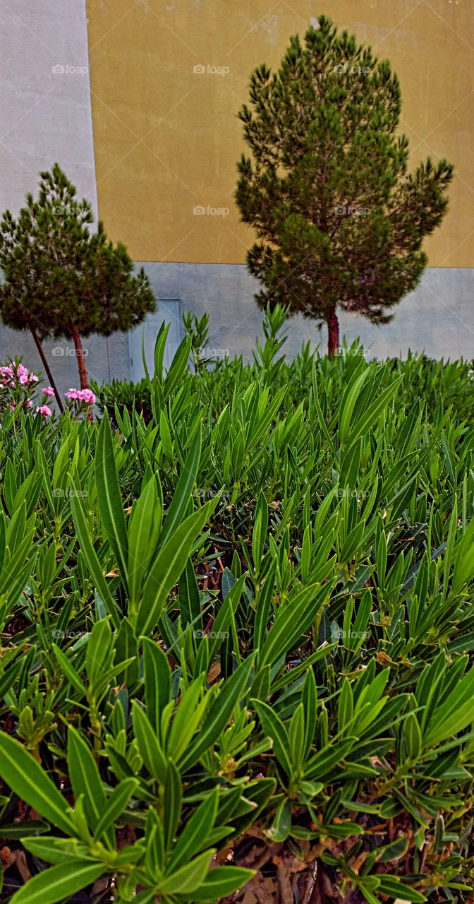 Oleander and Pines.. Landscaping with Oleander and Pines.