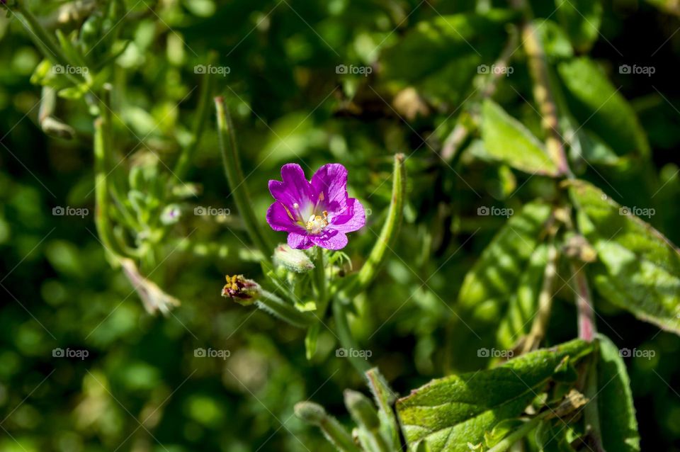 Fireweed