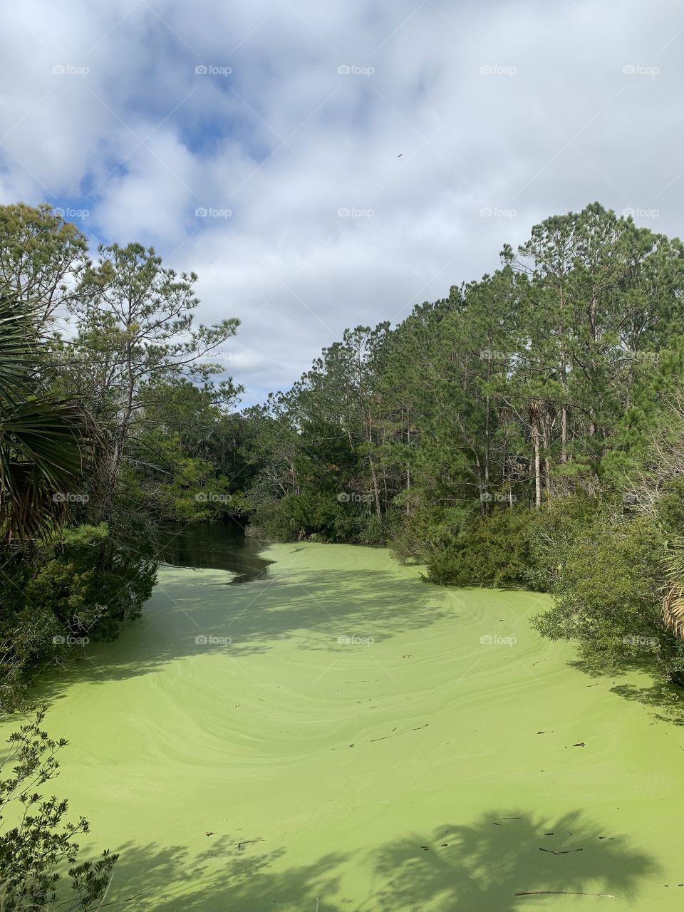 Where are the gators hiding?