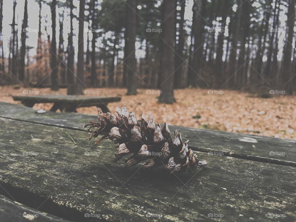 Pine cone on a rustic wooden picnic table with dense pine forest background 