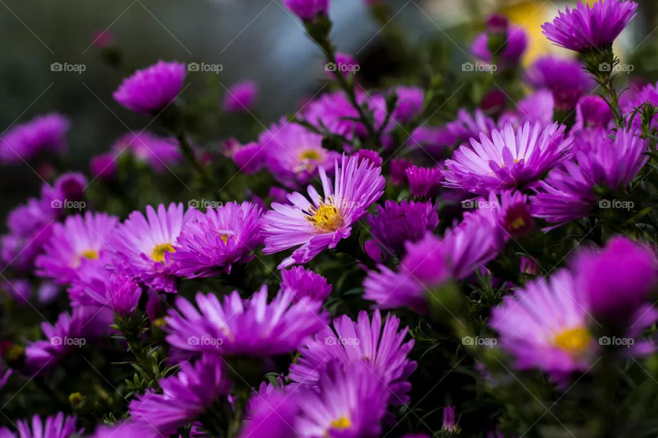 Blue flowers