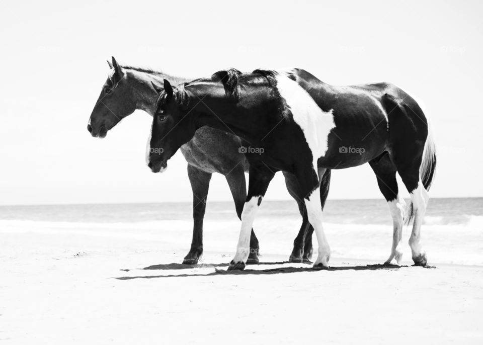 Black and white Domino and Cash