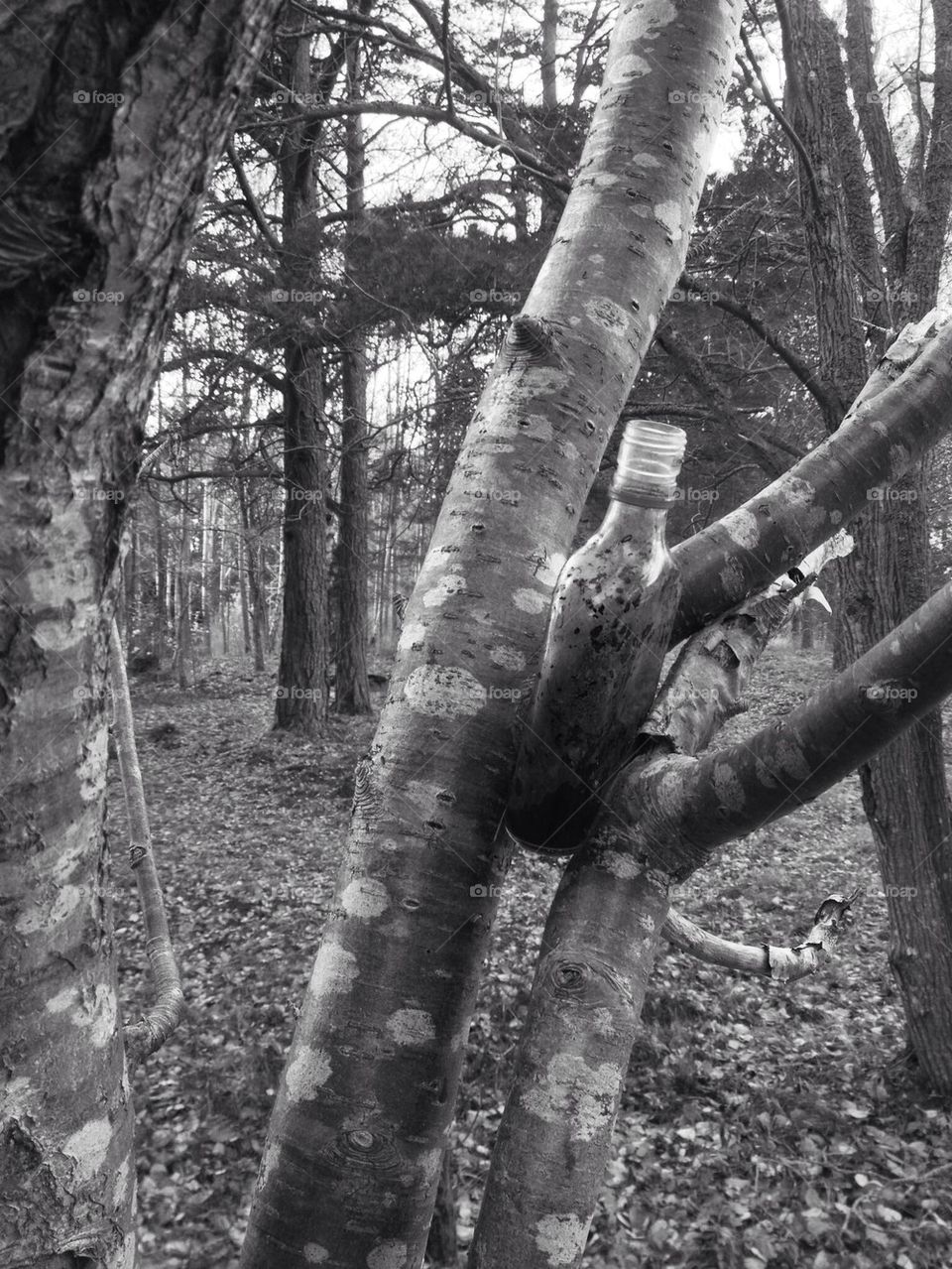 Tree in the old bottle