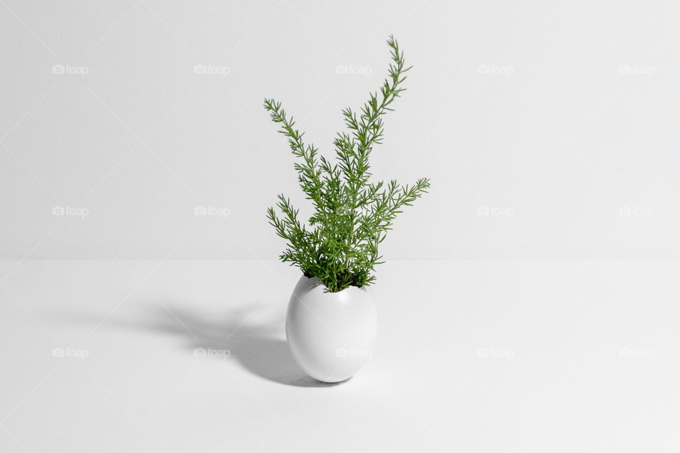 Green wild plant coming from white egg shell on white background