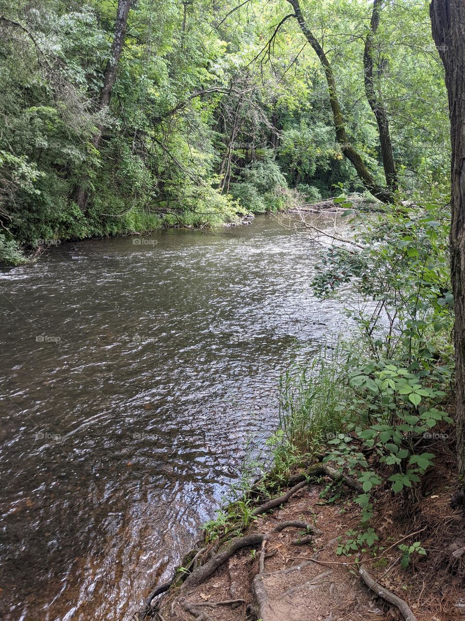 Water in woods