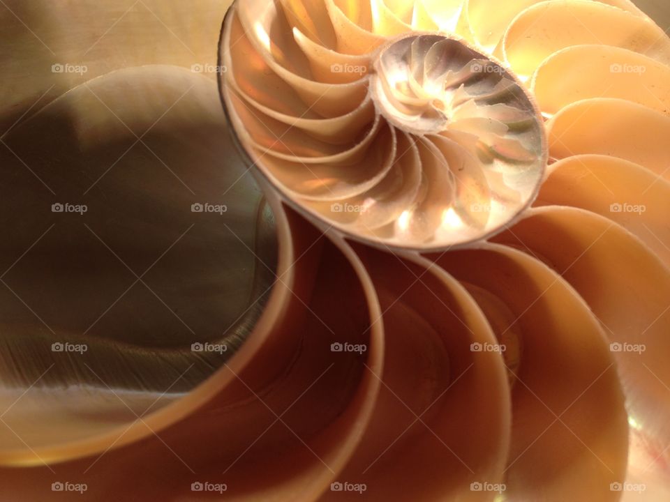 Nautilus shell cross section spiral symmetry pompilius seashells 