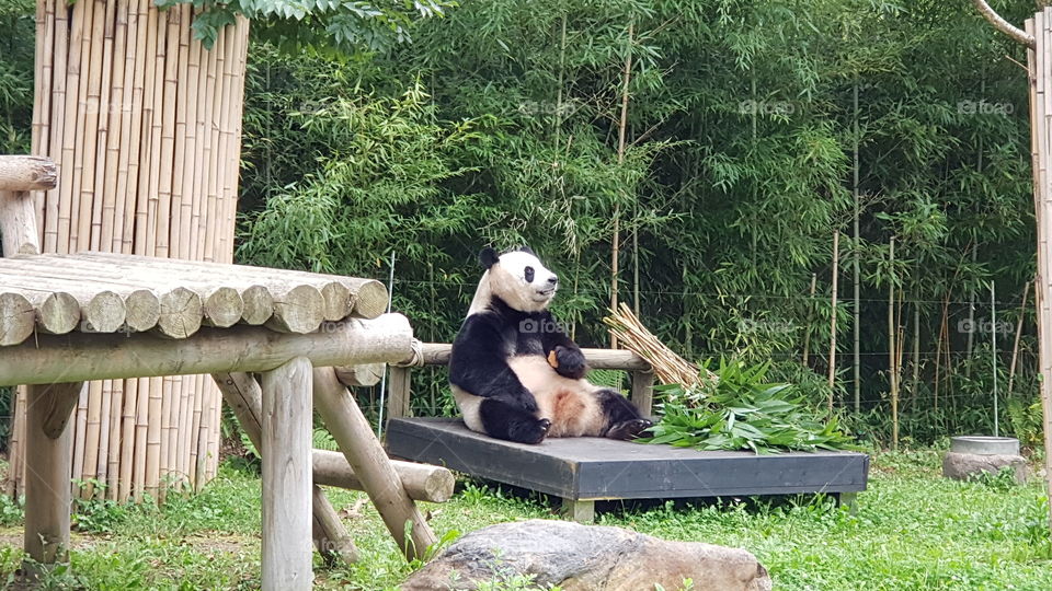 Tired eating. Resting Panda