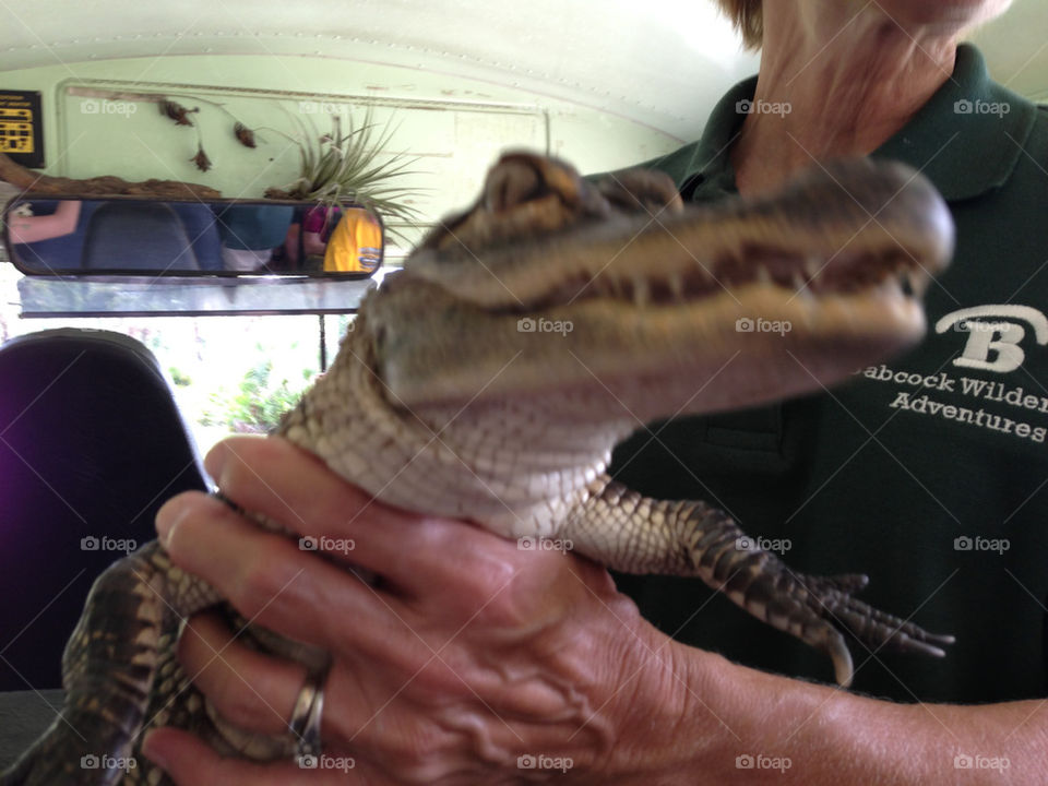 Lady and alligator. Baby alligator being an ambassador of wildlife at an ecotour in Florida.
