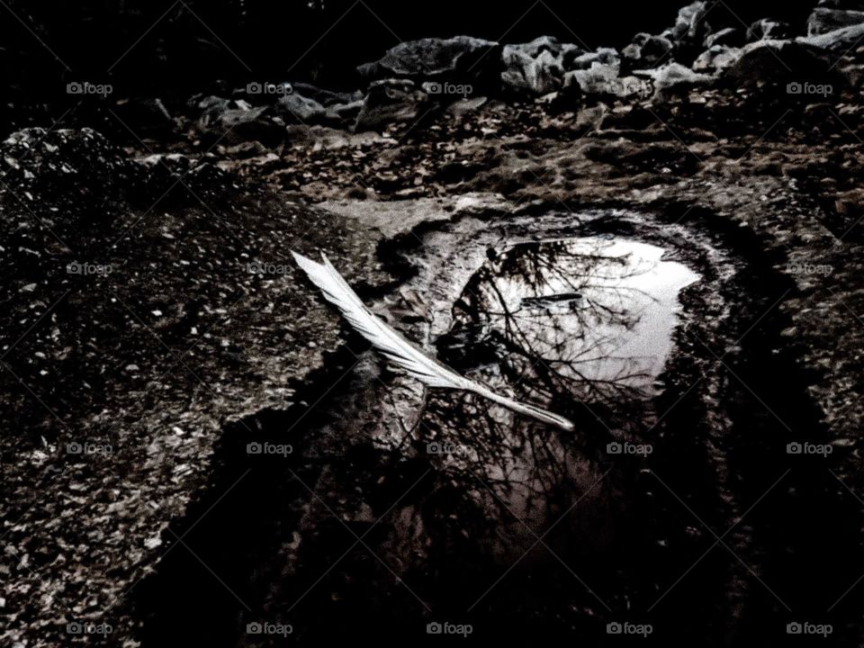 Lone feather lying in reflection 