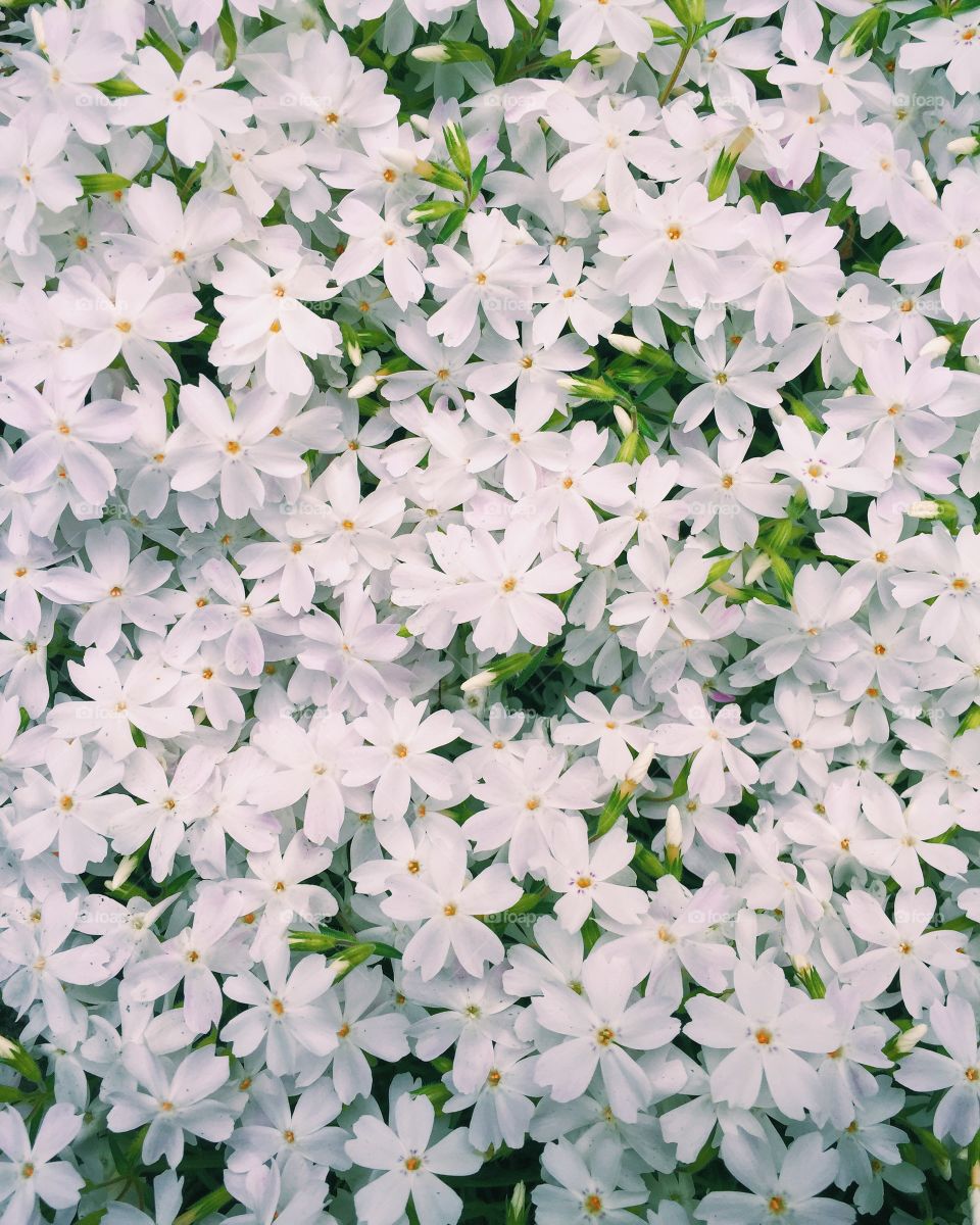 White flowers