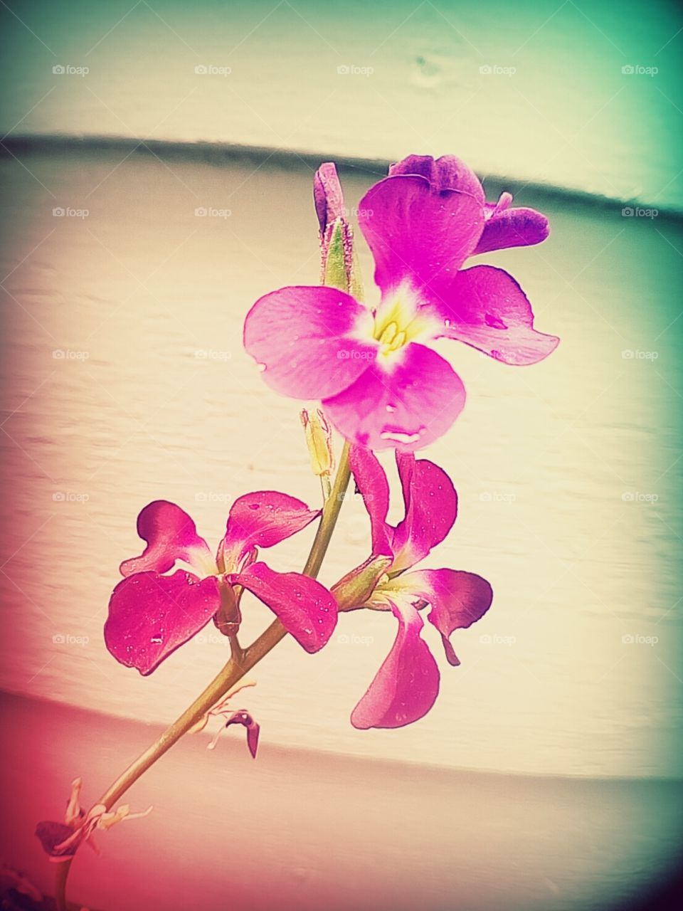 Beautiful and simple Purple Flowers. ❀
