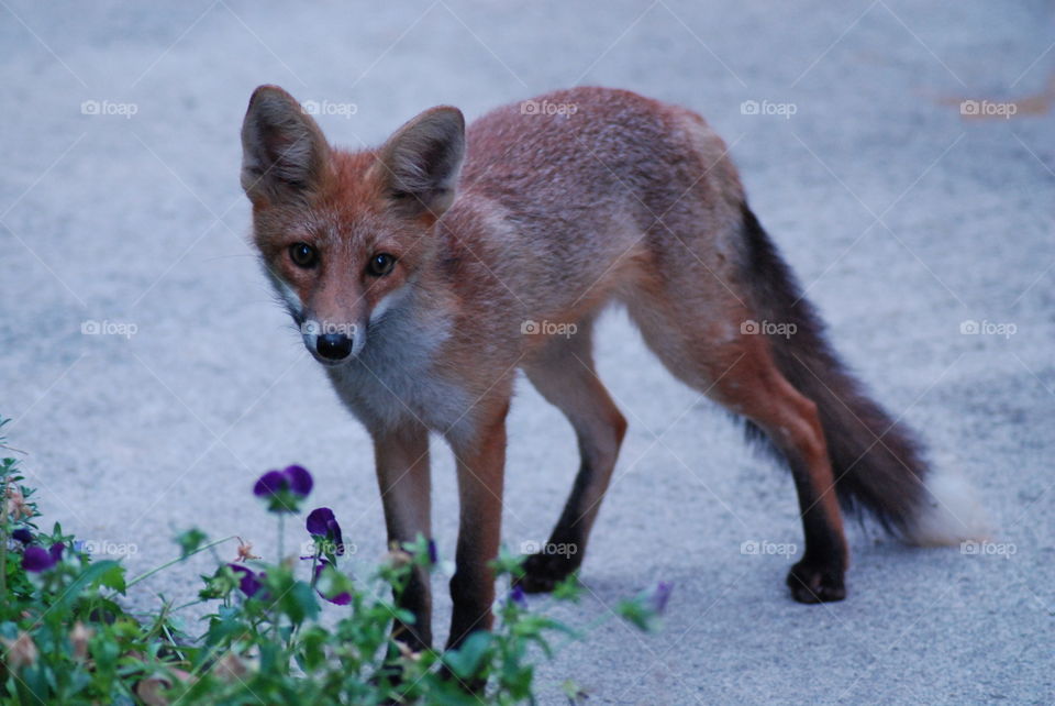 Wild fox in Verona Italy

