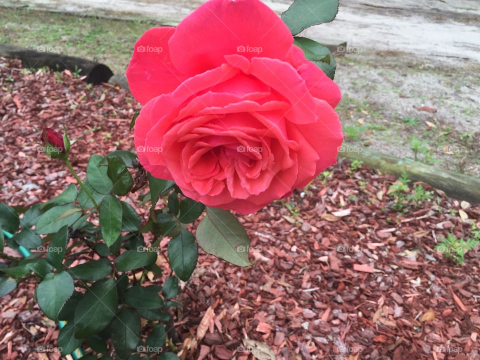 Beautiful Rose. 