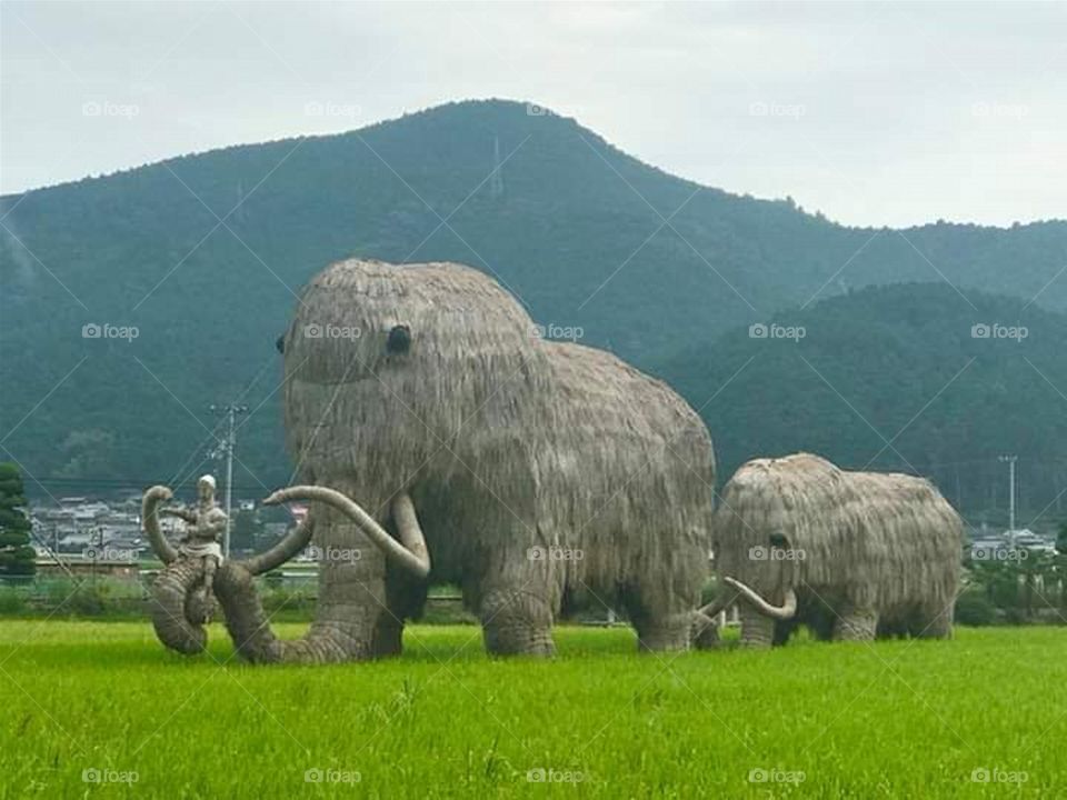 Giants Mammoths Made of Rice Straws!
