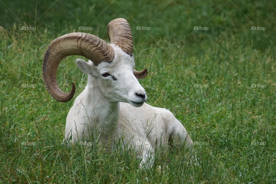 Mouflon blanc