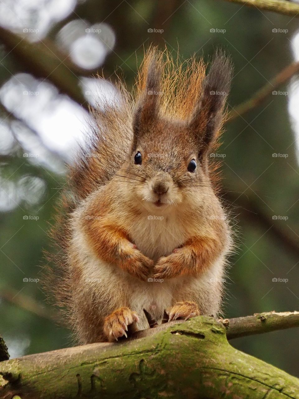 give me the nut, I'm lazy to climb down