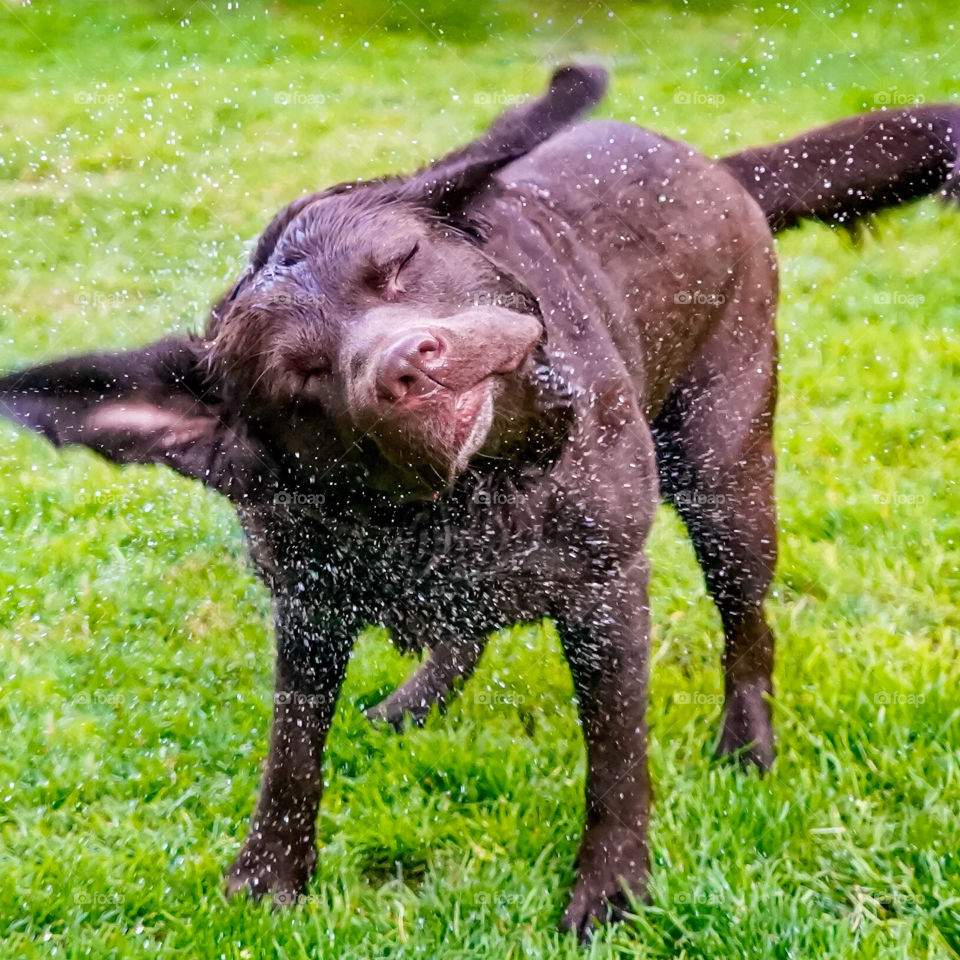Chocolate Labrador retriever spraying water droplets as she shakes off her wet body