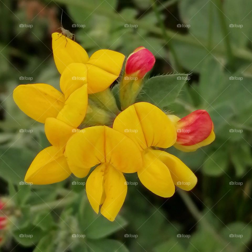 Flowers with red and yellow petals