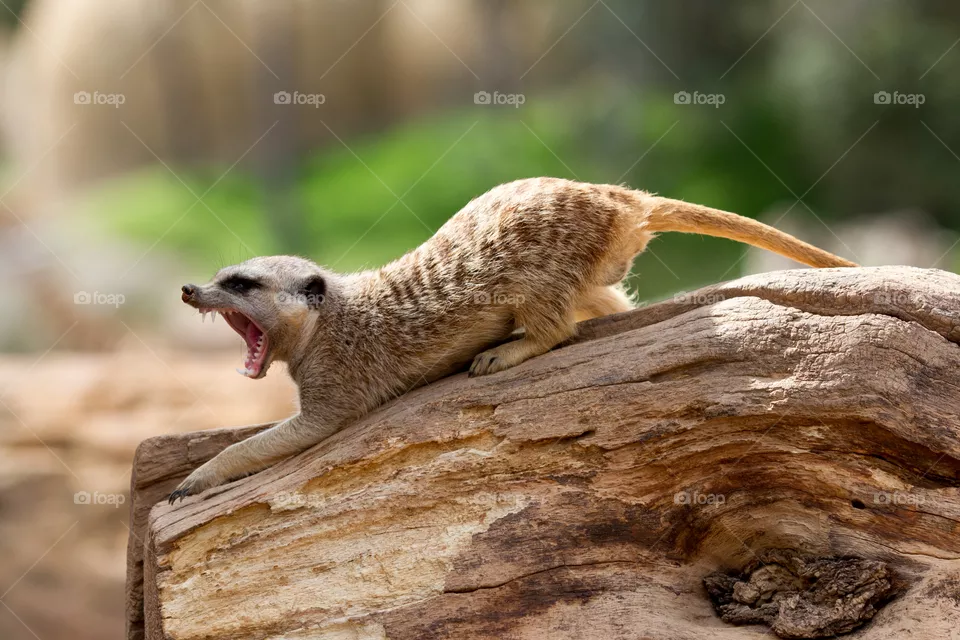 Animals 