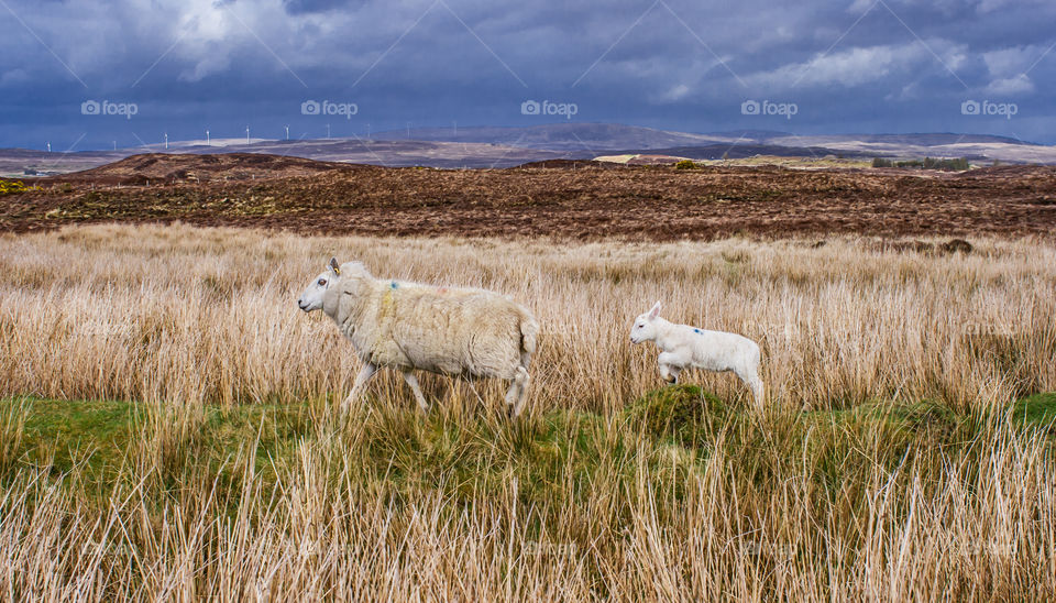 A ewe and her lamb gambol along a grassy rural landscape under cloudy skies on the Isle of Skye in Scotland 