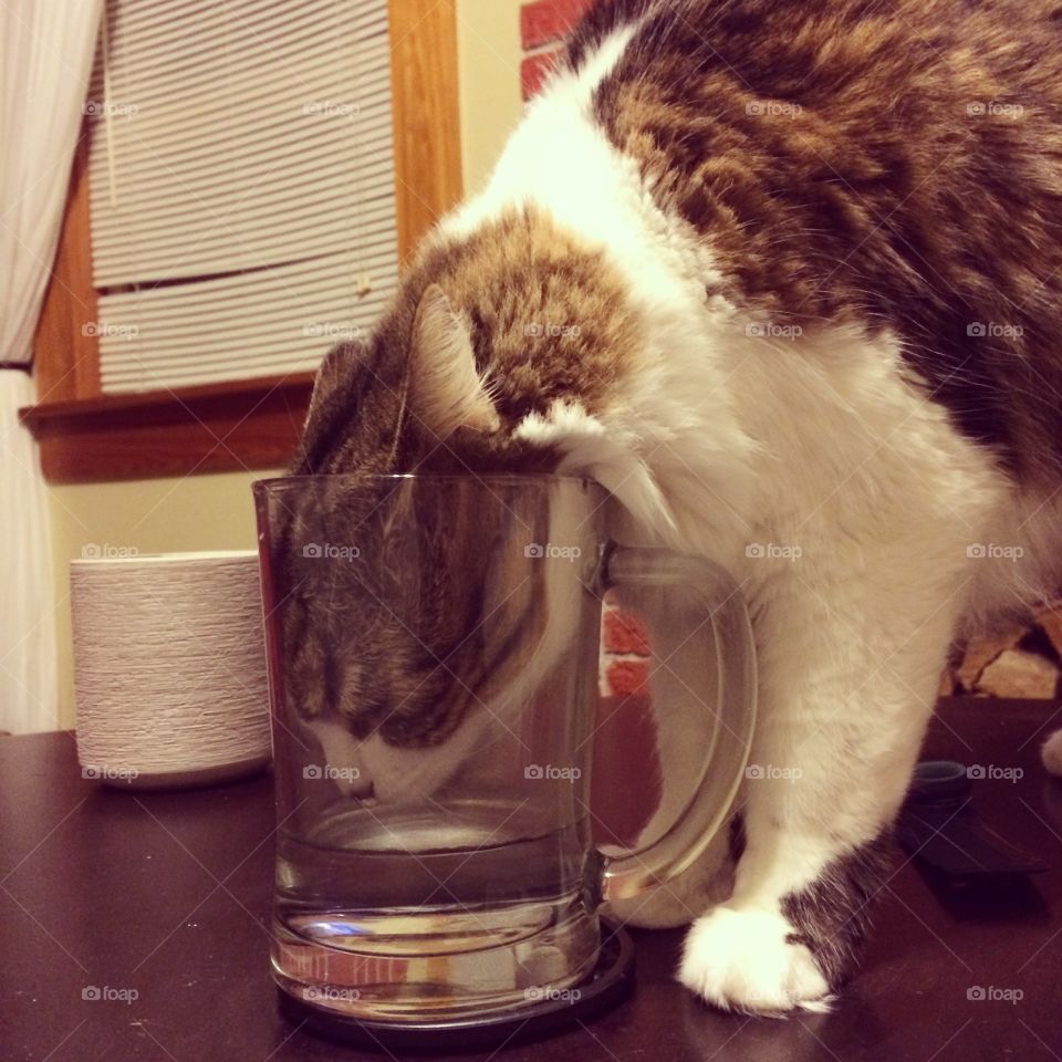 Kitty wants a sip