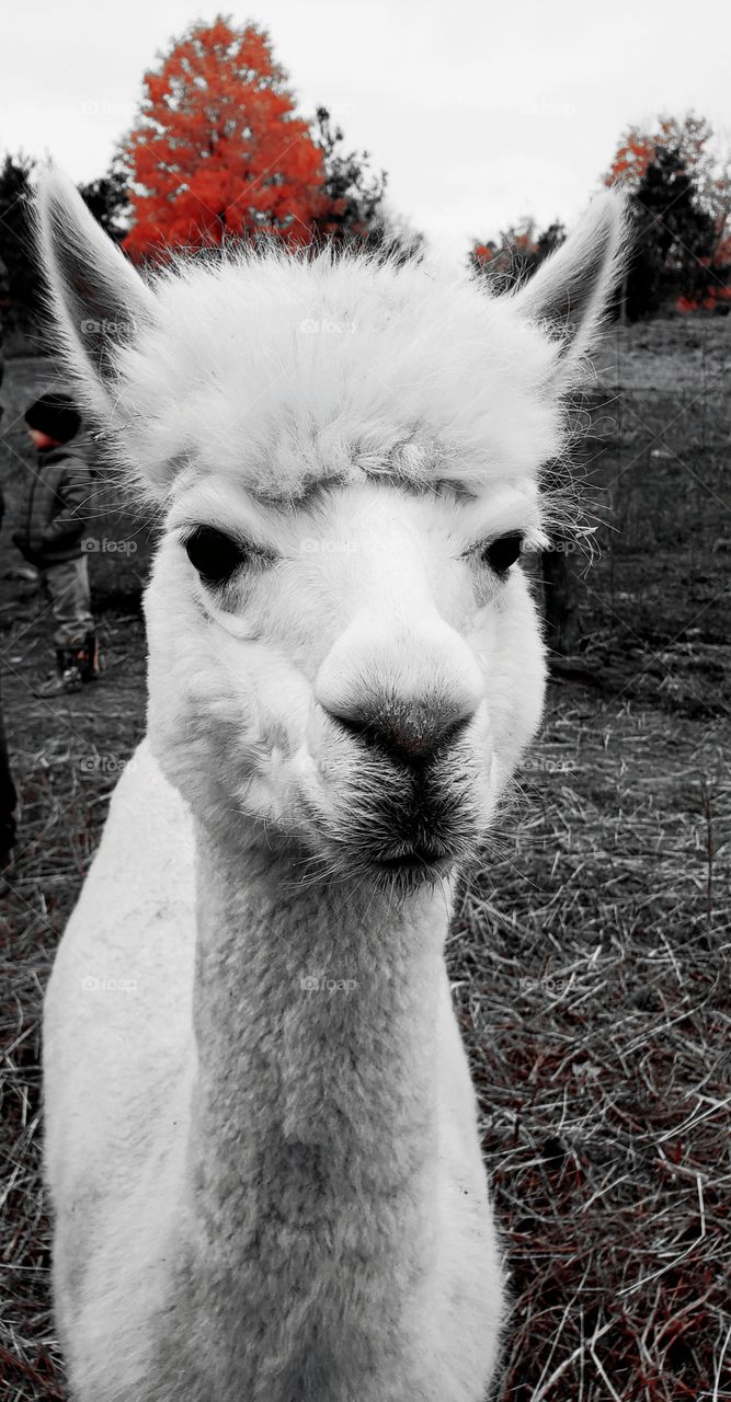 Alpaca black white & red