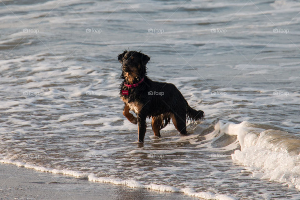 Wet dog at the beach 