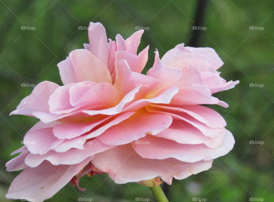 pale pink rose