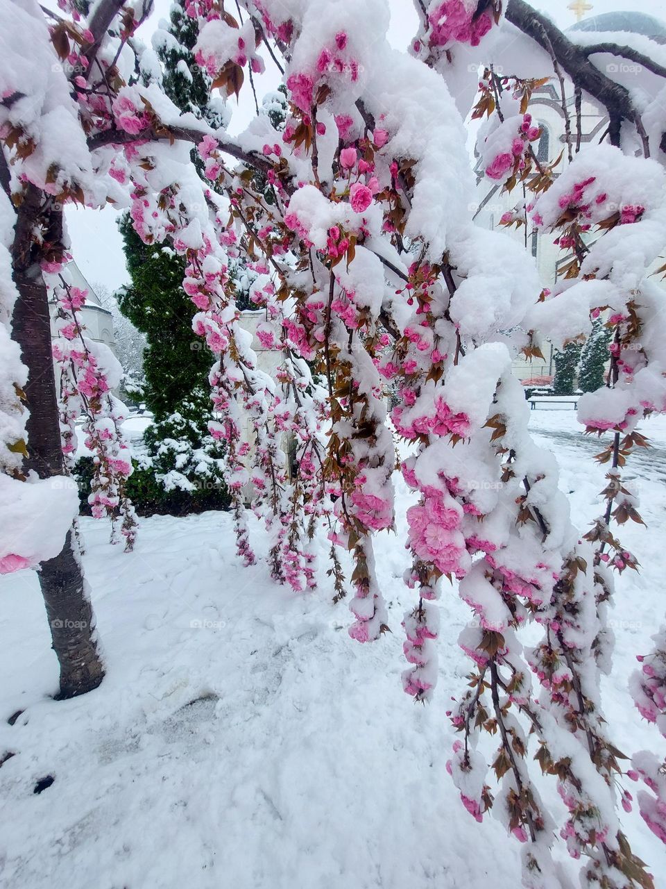 Branches with Japanese cherry blossom covered with April snow