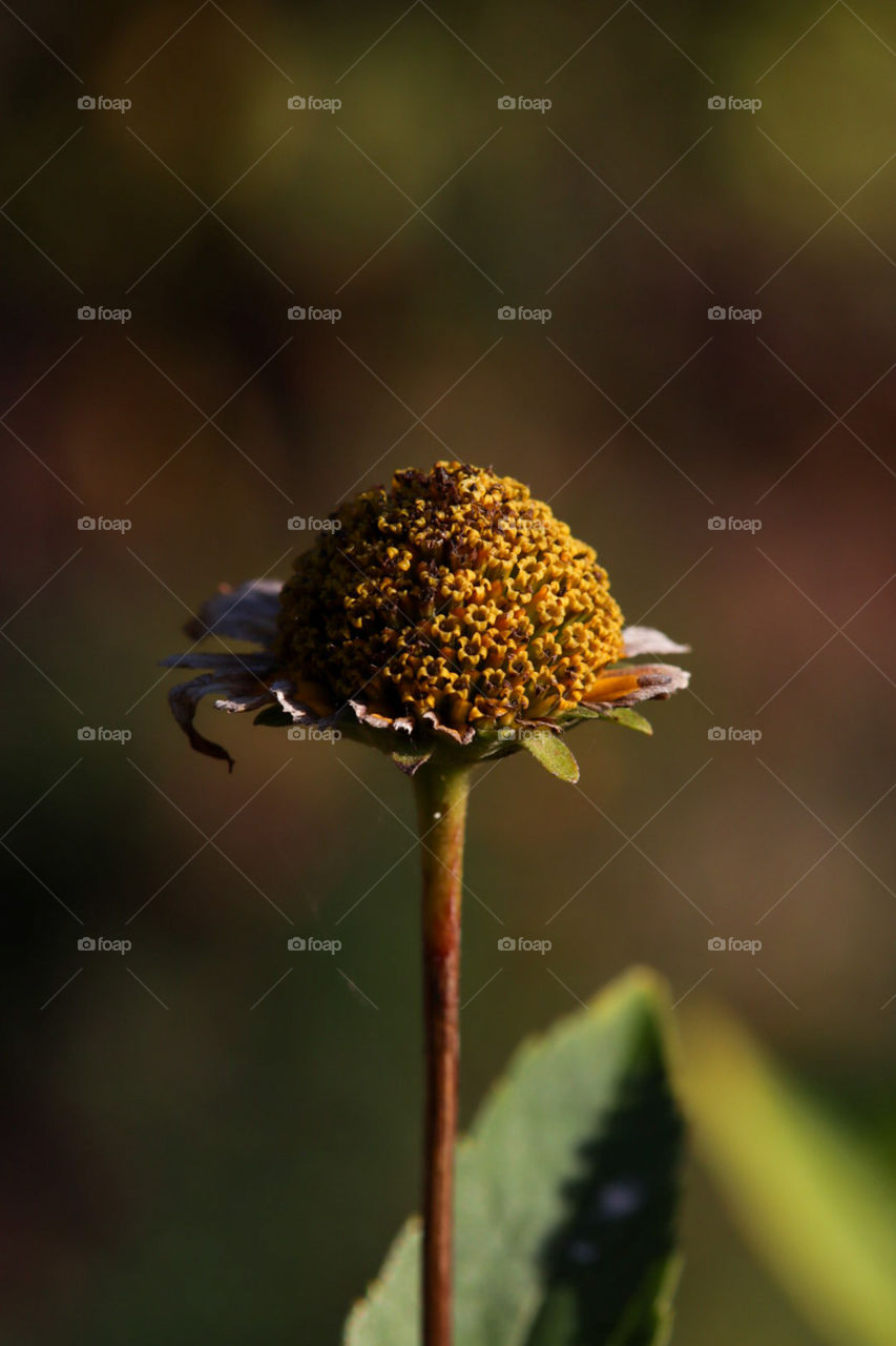 Autumn In the Garden 
