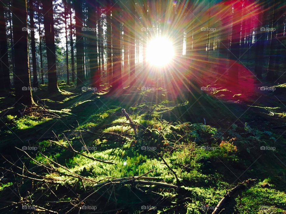 Sun shining through trees in forest