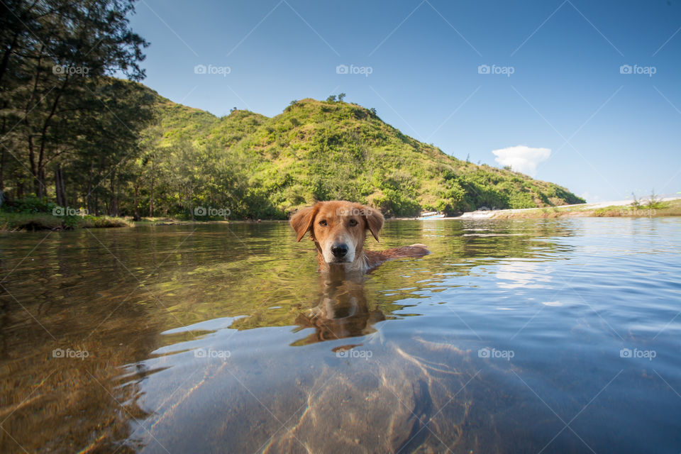 dog portrait