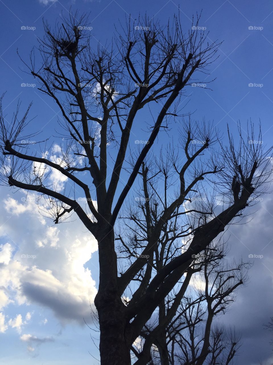 Trees on sky
