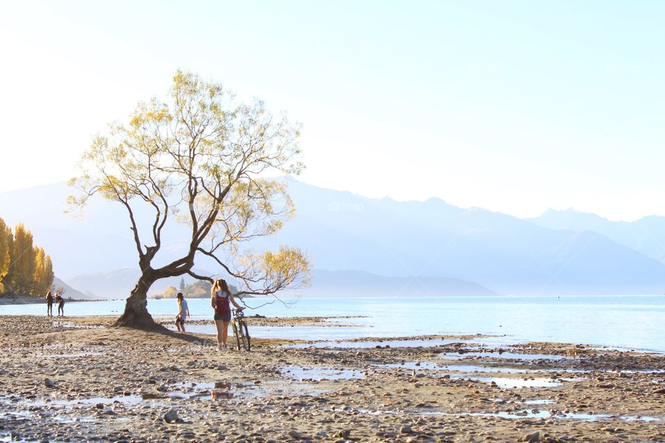 Famous Wanaka tree