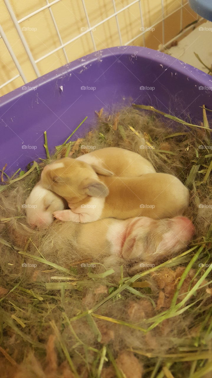 baby bunnies,  5 days old