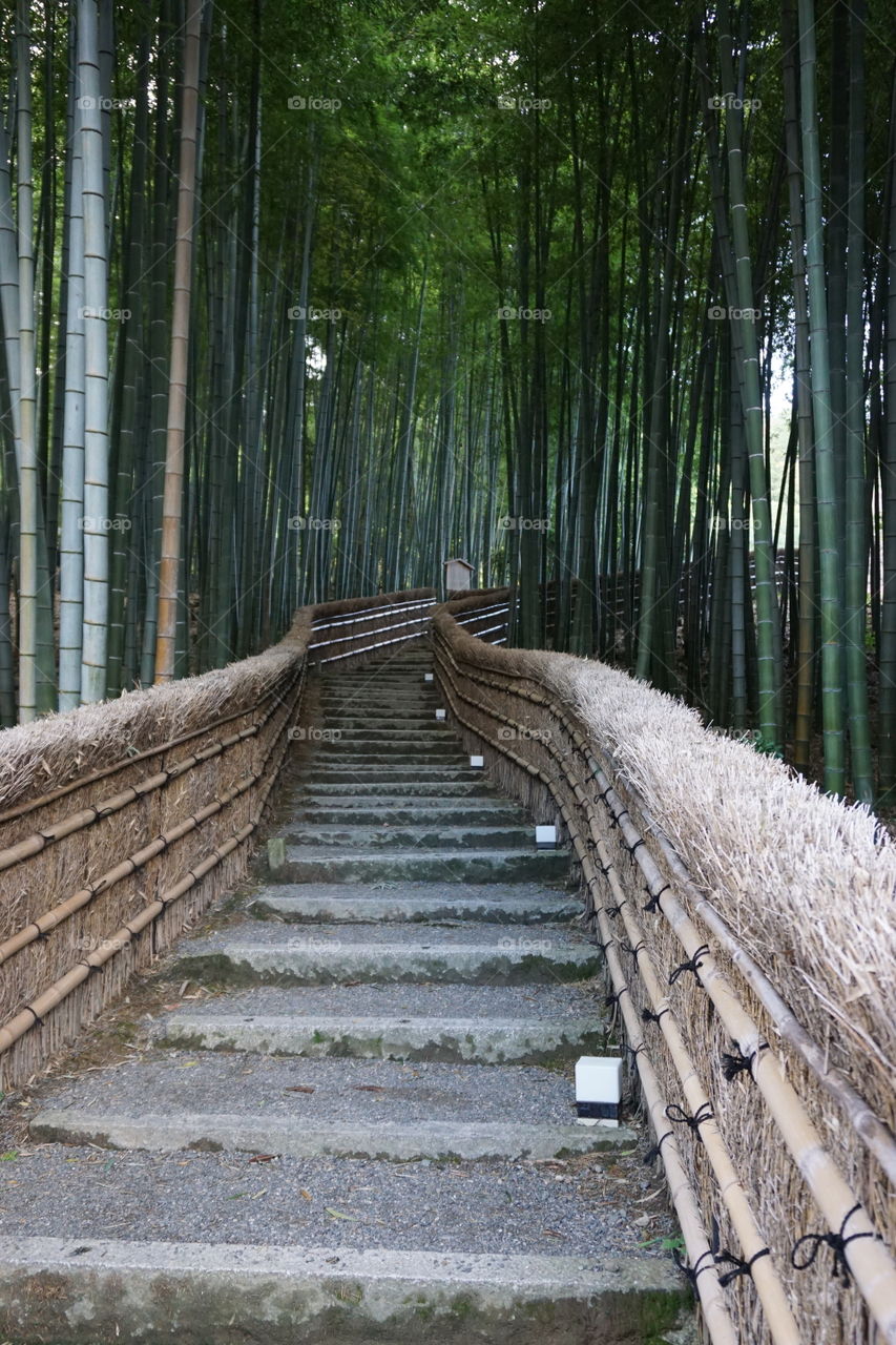 Kyoto bamboo forest