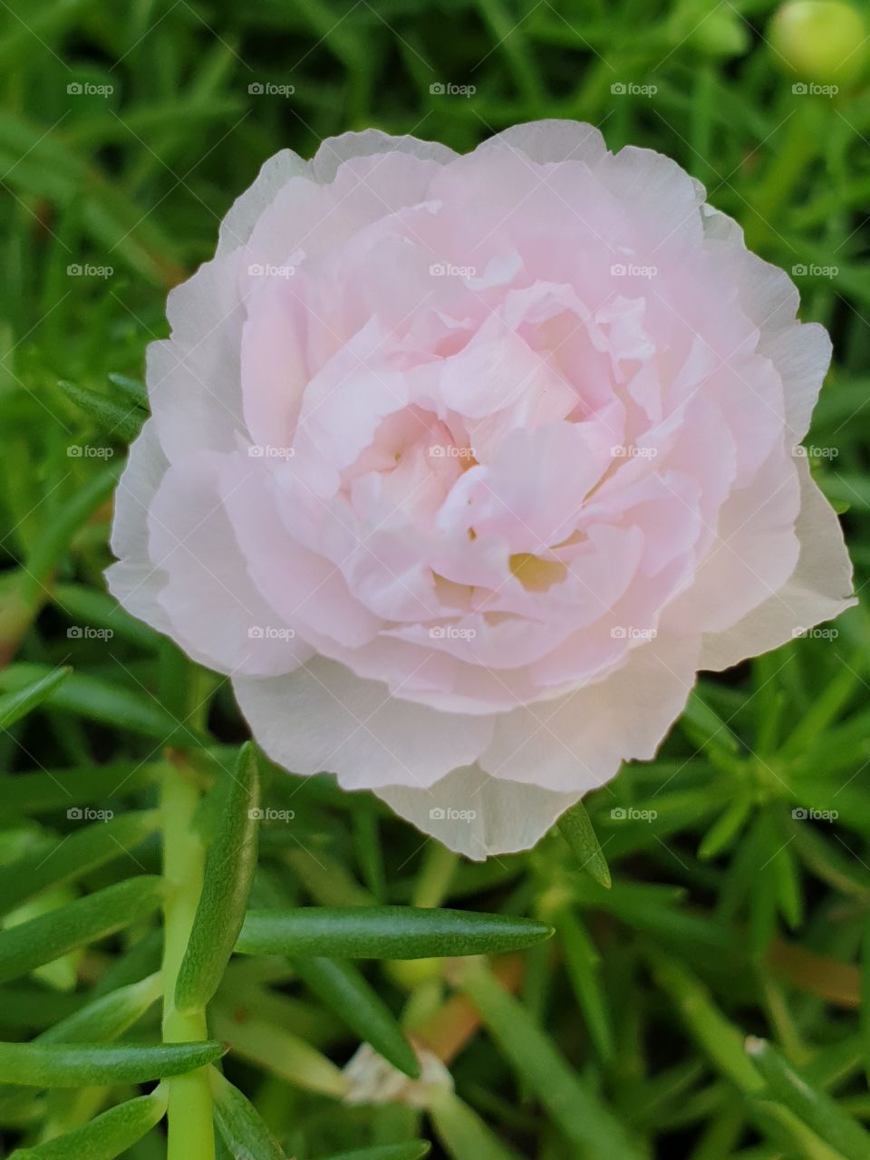 the portulaca grandiflora