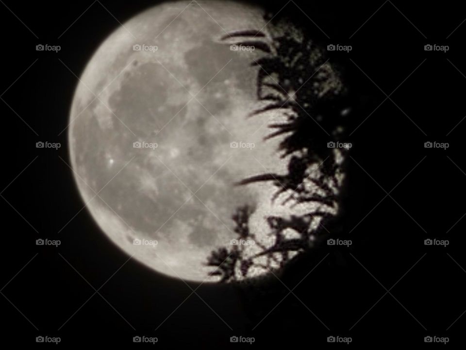 moon through trees