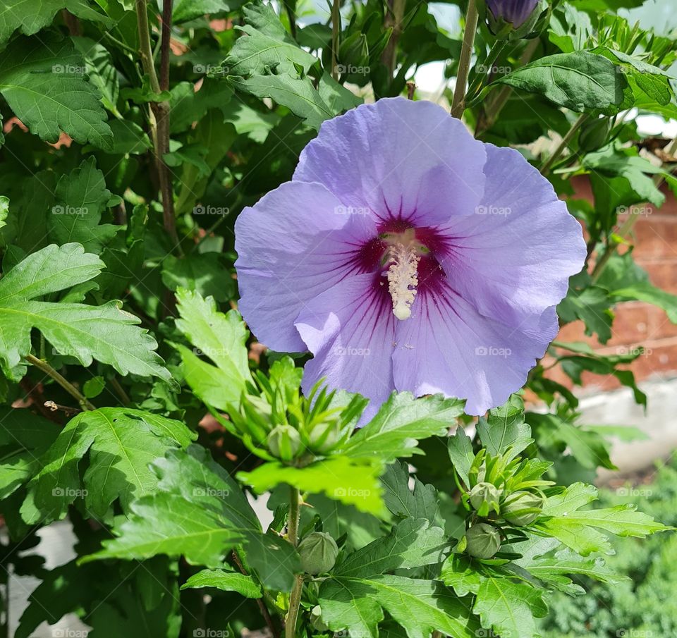 Rose  of Sharon bloom