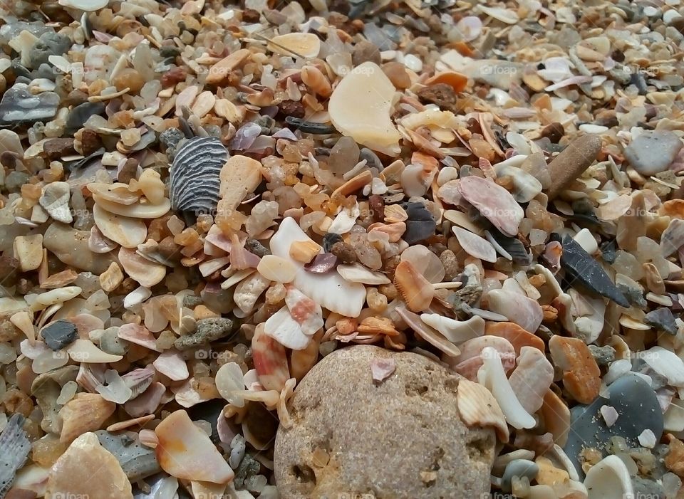 seashell with many colours