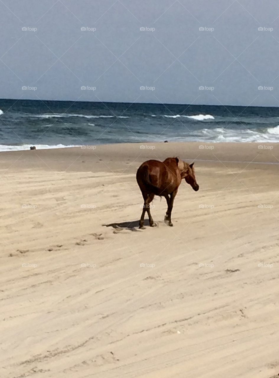 Horse on the beach 