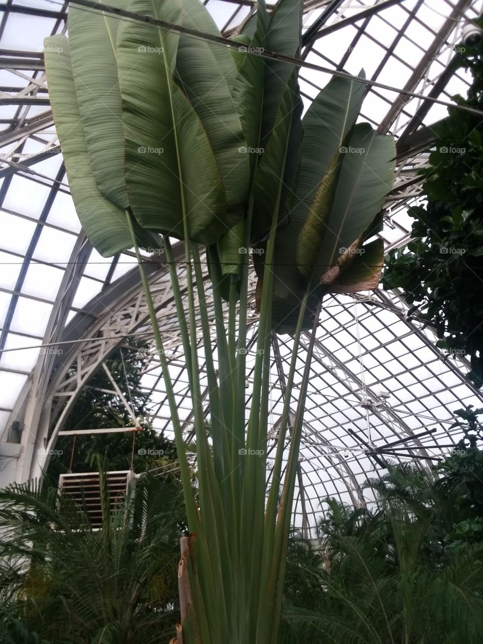 palm trees in Franklin Park Conservatory