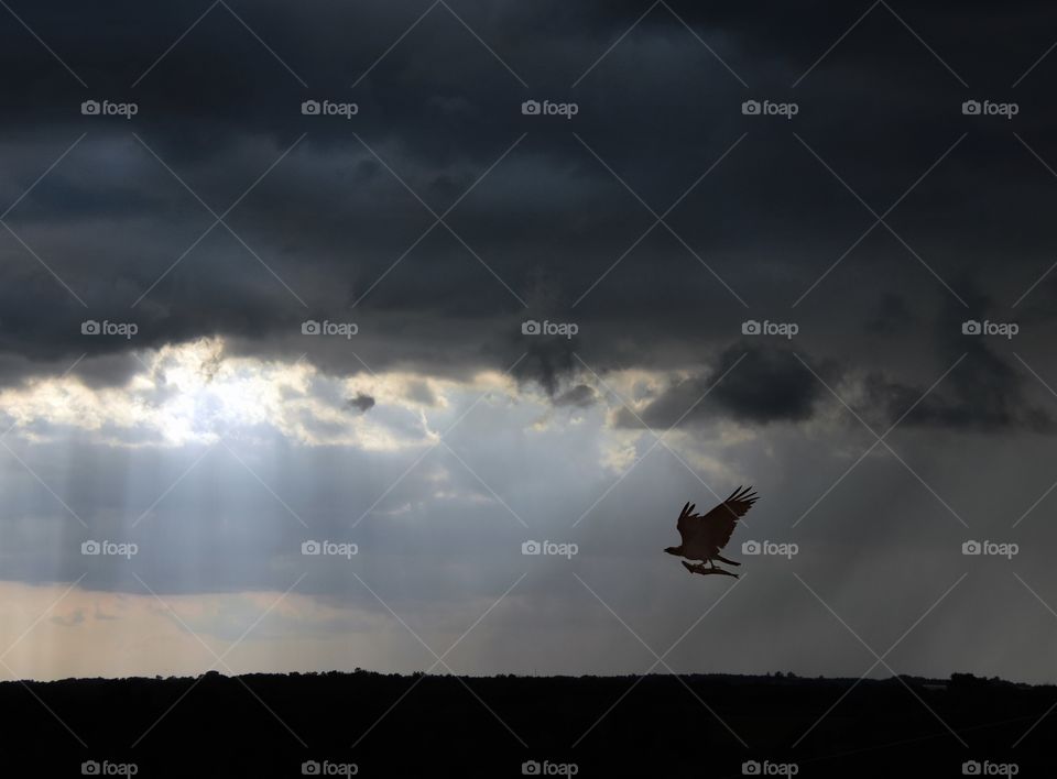 Silhouette of dark threatening clouds with sun rays shining down and a bird flying carrying a fish