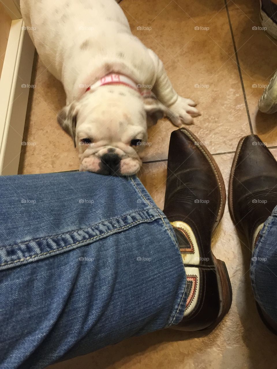 Bulldog puppy tugging on jeans