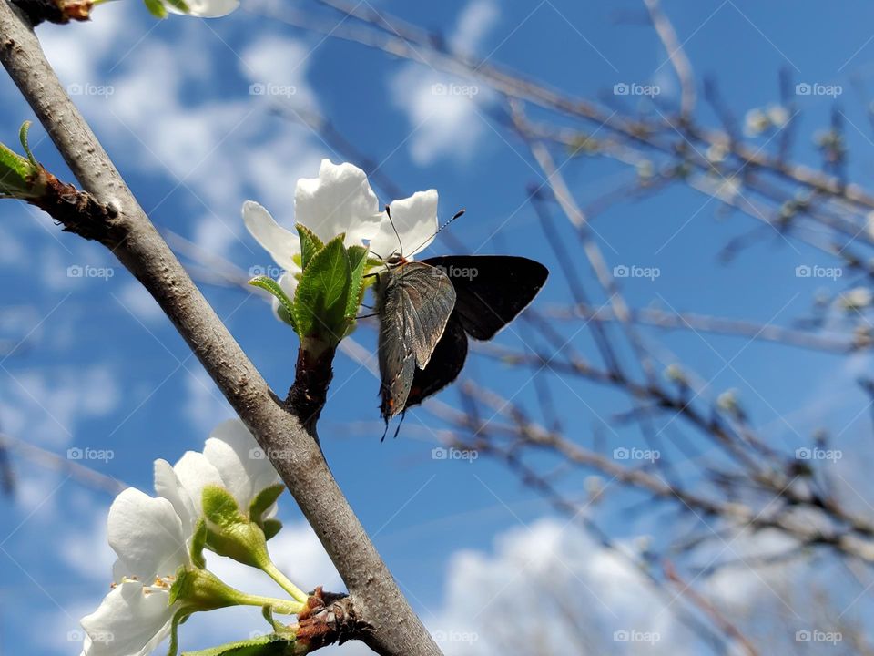 Spring flowers, Spring leaf buds emerging and a friendly Spring pollinator!