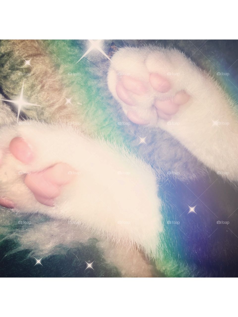 Precious paws
