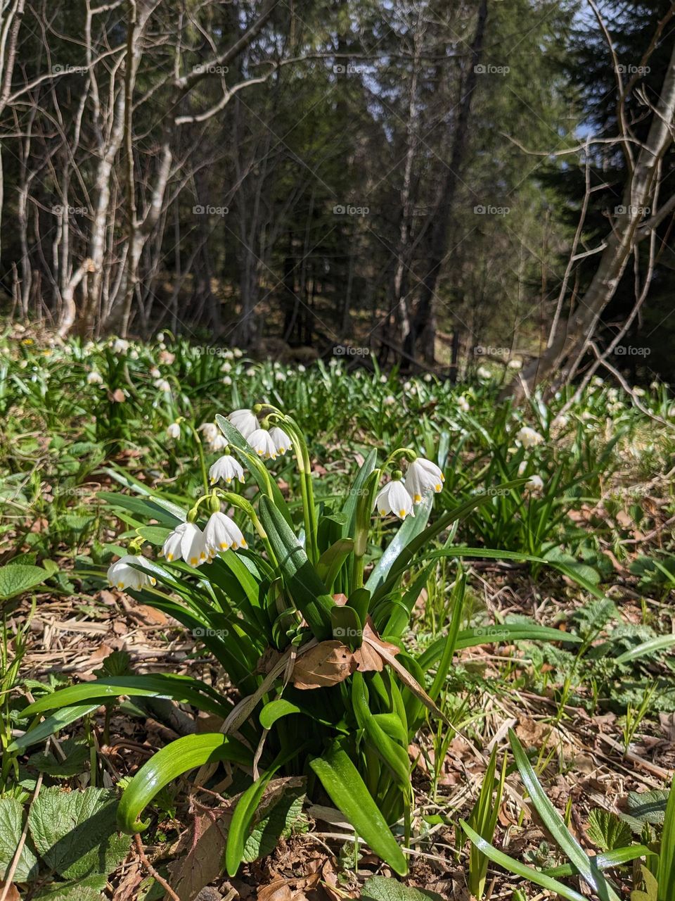 Snowdrops flower in the forest