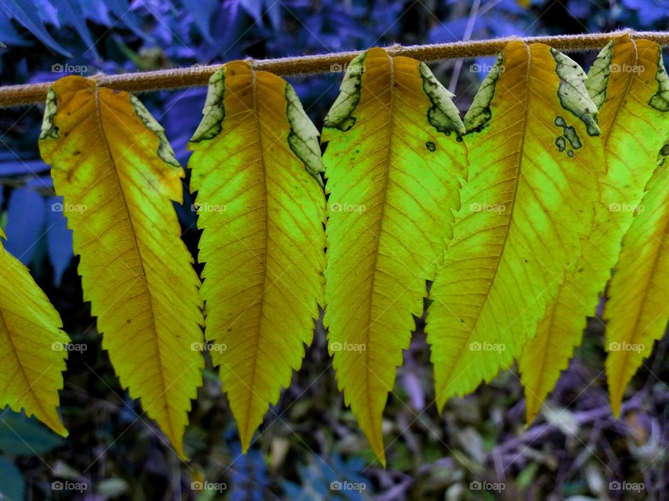 magical fall leaves