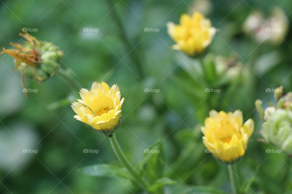 Beautiful yellow flowers in the garden