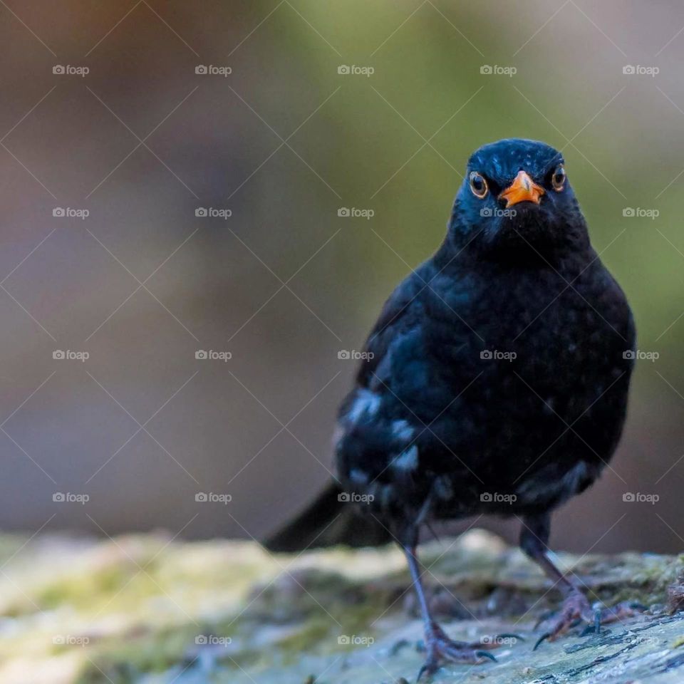 Keep a green tree in your heart and perhaps a singing bird will come